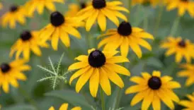 bright black eyed susan blooms