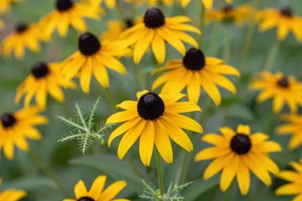 bright black eyed susan blooms