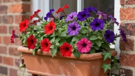 bright window box flower ideas