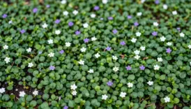 low maintenance ground cover