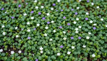 low maintenance ground cover