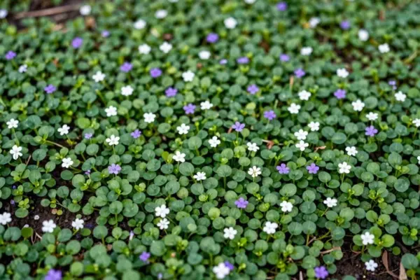 low maintenance ground cover