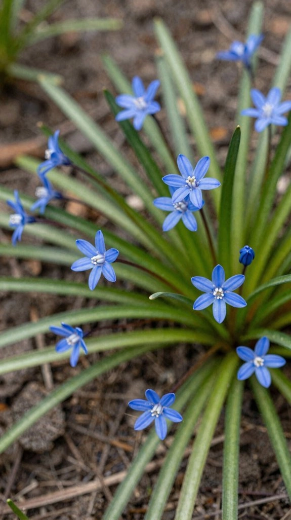 moist soil clumping blue eyed grass