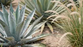 drought resistant heatproof yard plants