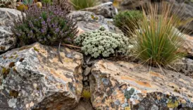 natural rock landscaping design