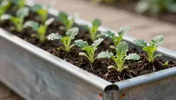 best metal raised vegetable beds