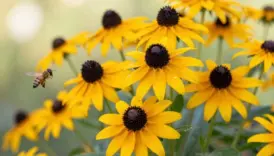 grow and care black eyed susans