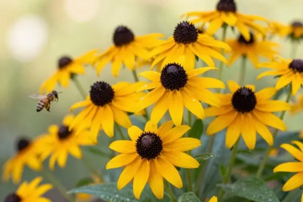 grow and care black eyed susans