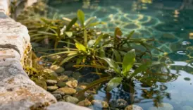 natural chlorine free swimming pools