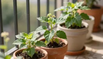 small potted plants patio brightener