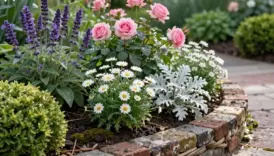 garden border ideas showcase flowers