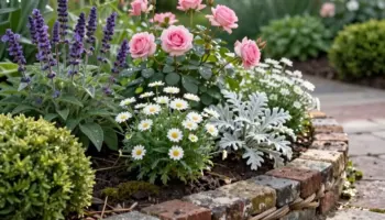 garden border ideas showcase flowers