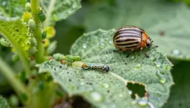 garden pest identification basics