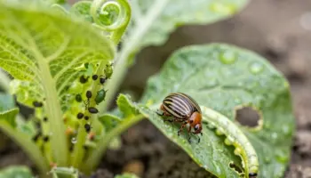garden pest identification guide
