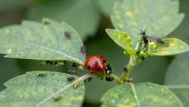 identify and control aphids