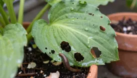preventing slug damage to plants
