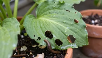 preventing slug damage to plants