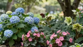shade loving flowers bloom yearlong