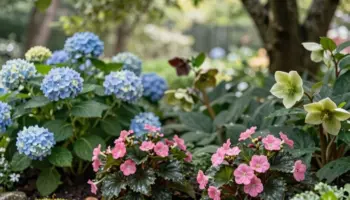 shade loving flowers bloom yearlong