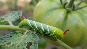 tomato hornworm damage explained