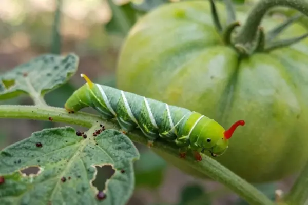 tomato hornworm damage explained