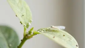 whiteflies always return to plants