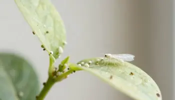 whiteflies always return to plants