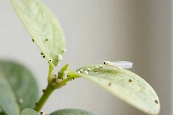 whiteflies always return to plants